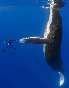 Whale and Diver